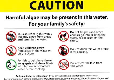 More algae testing around Lake Tahoe after social media post goes viral about death of dog