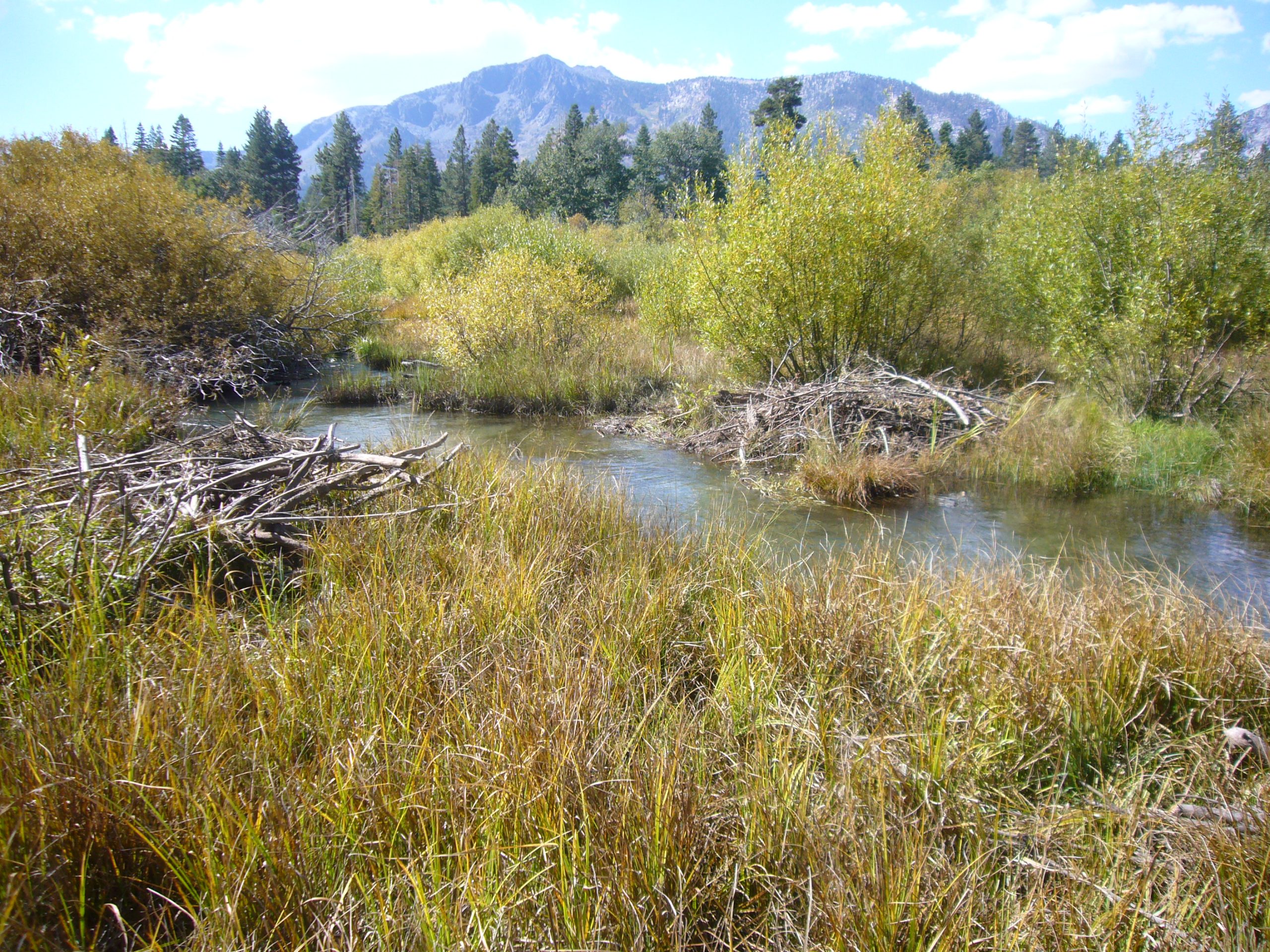 Taylor Creek Salmon Run 2026: Lake Tahoe’s Rainbow Trail